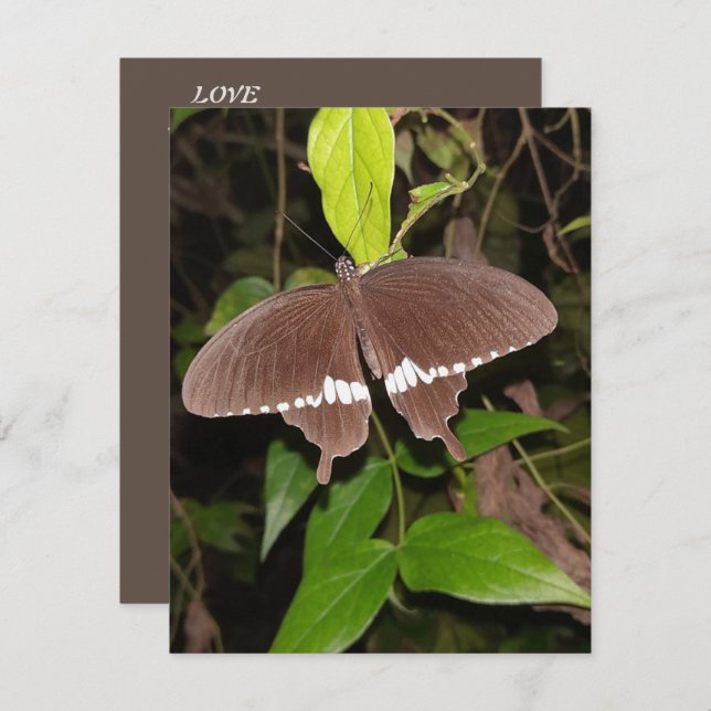 TARJETA PEQUEÑA REGALO DE LA MARIPOSA DE AMOR PARA CUALQUIERA (Anverso / Reverso)