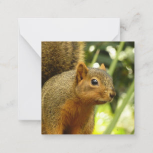 Tarjeta Pequeña Retrato de una fotografía animal de la naturaleza