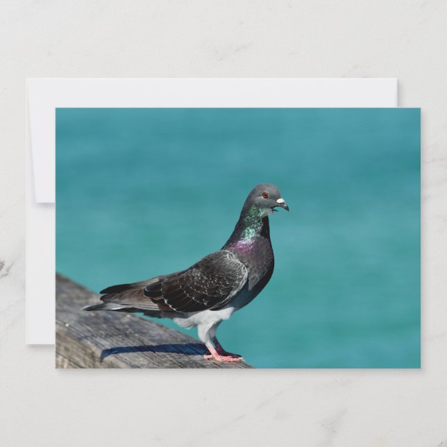 Tarjeta Pequeña Rock Pigeon (Anverso)
