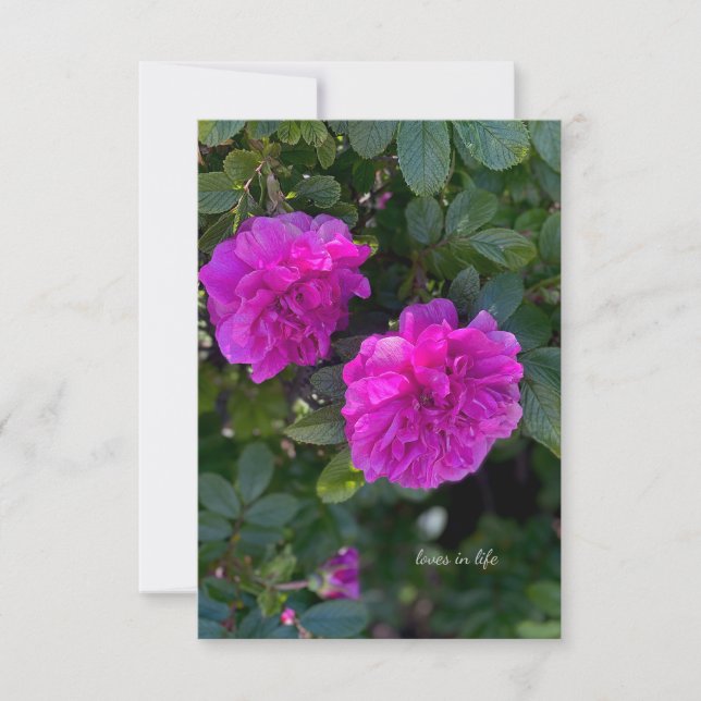 Tarjeta Pequeña Rosa Rosa Rugosa (Anverso)