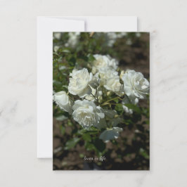 Tarjeta Pequeña Rosas blancas de bonito
