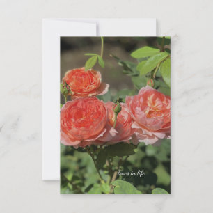 Tarjeta Pequeña Rosas Light Peach