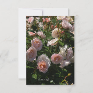 Tarjeta Pequeña Rosas rosa claro bonito