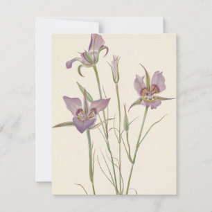 Tarjeta Pequeña Sagebrush Mariposa por Mary Vaux Walcott