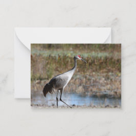 Tarjeta Pequeña Sandhill Crane
