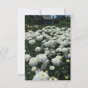 Tarjeta Pequeña Shasta Daisies