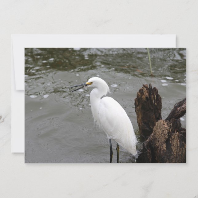 Tarjeta Pequeña Singing Snowy Egret (Anverso)