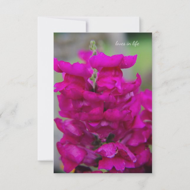 Tarjeta Pequeña Snapdragon (Anverso)