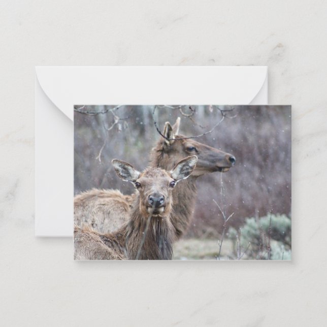 Tarjeta Pequeña Snowy Elk (Anverso)