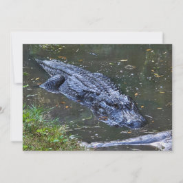 Tarjeta Pequeña Sombra en las aguas poco profundas