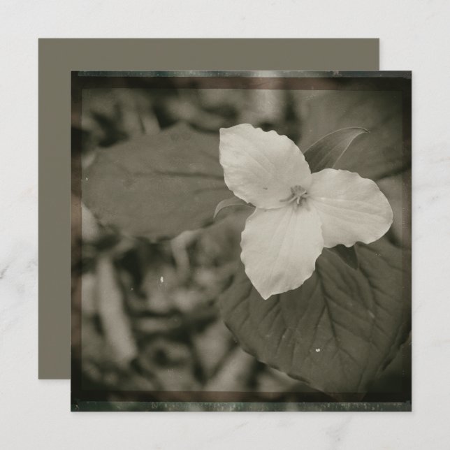 Tarjeta Pequeña Spring Trillium Collodion Filter (Anverso / Reverso)