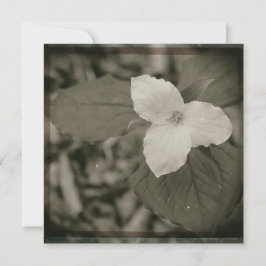 Tarjeta Pequeña Spring Trillium Collodion Filter