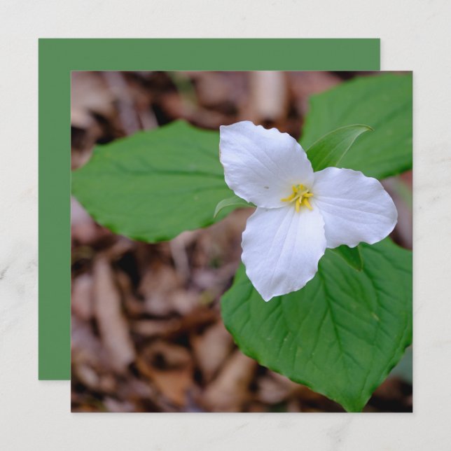 Tarjeta Pequeña Spring Trillium Color Unedited Photography  (Anverso / Reverso)