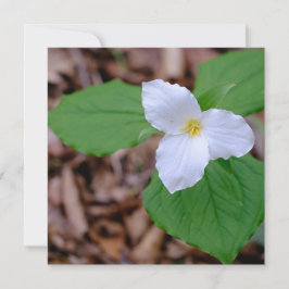 Tarjeta Pequeña Spring Trillium Color Unedited Photography 
