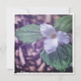 Tarjeta Pequeña Sprint Trillium Autochrome Style