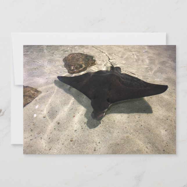 Tarjeta Pequeña Stingray (Anverso)