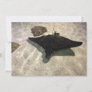 Tarjeta Pequeña Stingray