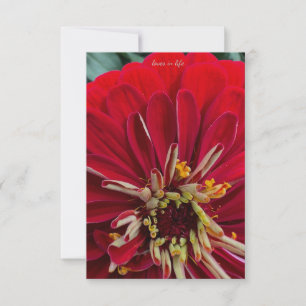 Tarjeta Pequeña Sweet Zinnia