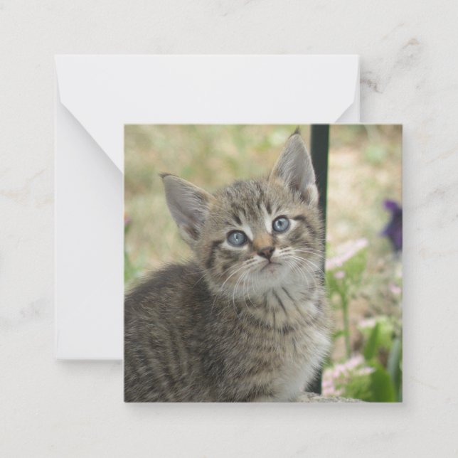 Tarjeta Pequeña Tabby kitten (Anverso)