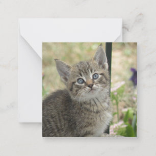 Tarjeta Pequeña Tabby kitten
