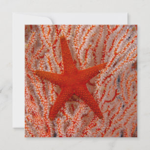 Tarjeta Pequeña Tailandia, Estrella de Mar
