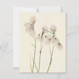 Tarjeta Pequeña Tassel Cottongrass por Mary Vaux Walcott