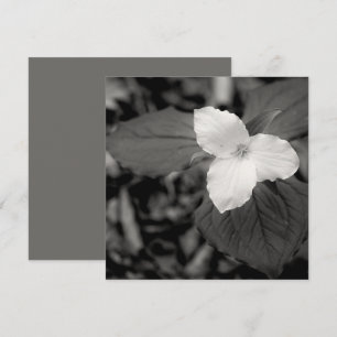 Tarjeta Pequeña Trillium de primavera en blanco y negro 