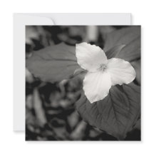 Trillium de primavera en blanco y negro