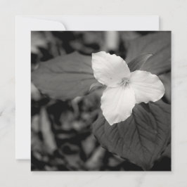 Tarjeta Pequeña Trillium de primavera en blanco y negro