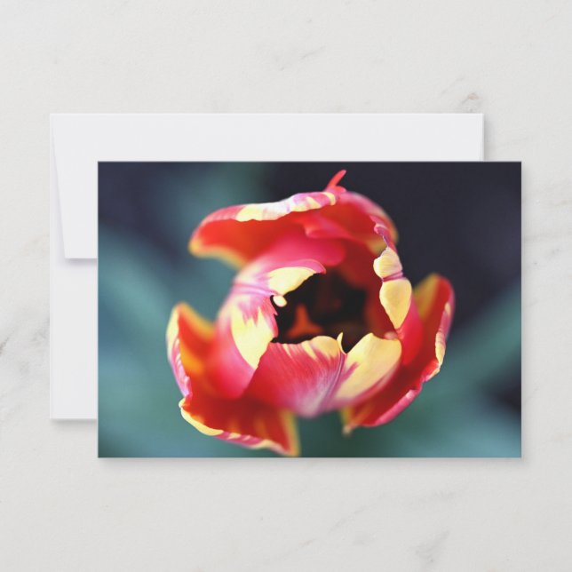 Tarjeta Pequeña Tulip Notecard (Anverso)