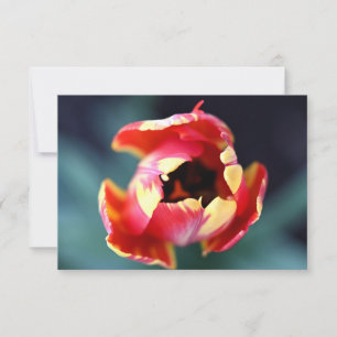 Tarjeta Pequeña Tulip Notecard