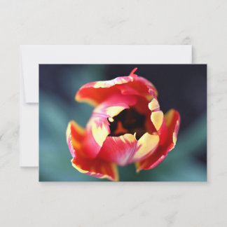Tarjeta Pequeña Tulip Notecard