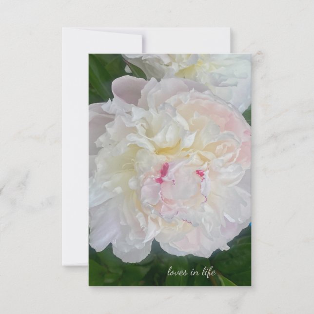 Tarjeta Pequeña Un sueño Rubor Peony (Anverso)