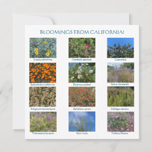 Tarjeta Pequeña unMundoParaCelebrar: FLORECIMIENTOS DE CALIFORNIA!