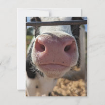 Vaca lechera en una granja en Pensilvania