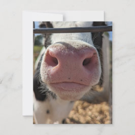 Tarjeta Pequeña Vaca lechera en una granja en Pensilvania