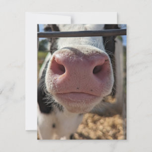 Tarjeta Pequeña Vaca lechera en una granja en Pensilvania
