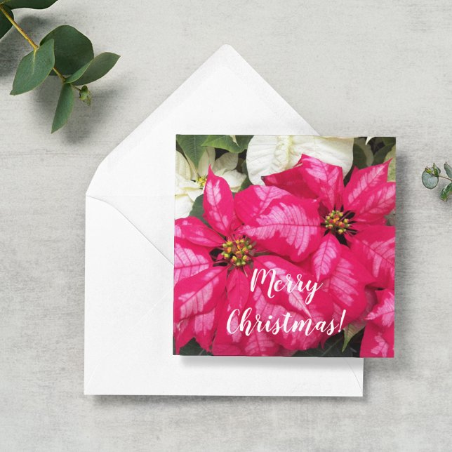Tarjeta Pequeña Vacaciones personalizadas de Poinsettias Variadas  (In Situ)