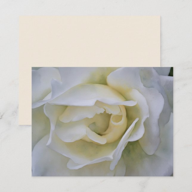 Tarjeta Pequeña White Rose Art Flower Note Card Set (Anverso / Reverso)