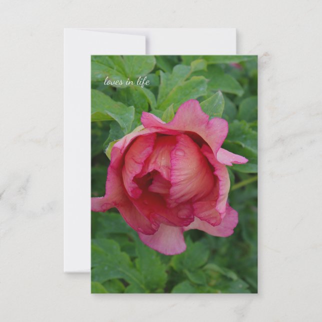 Tarjeta Pequeña Yummy Pink Blooming Peony (Anverso)