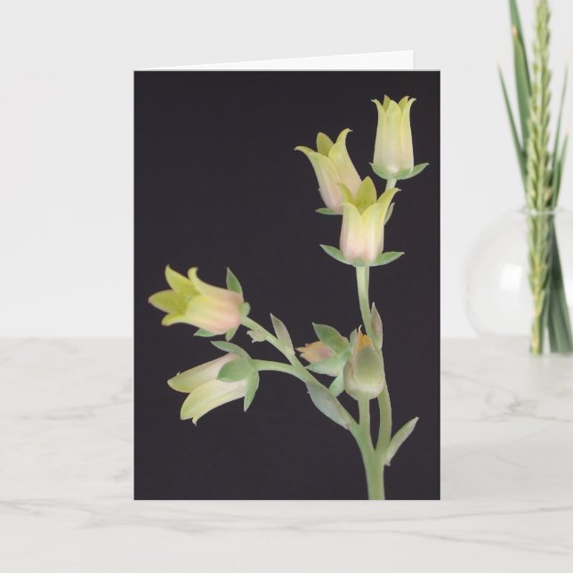 Tarjeta Pequeñas flores durante la Cuaresma (Anverso)