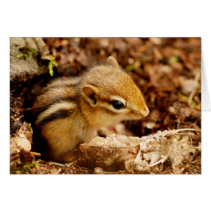 Tarjeta pequeñita adorable del Chipmunk del bebé