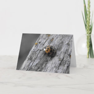 Tarjeta Pequeño Bug