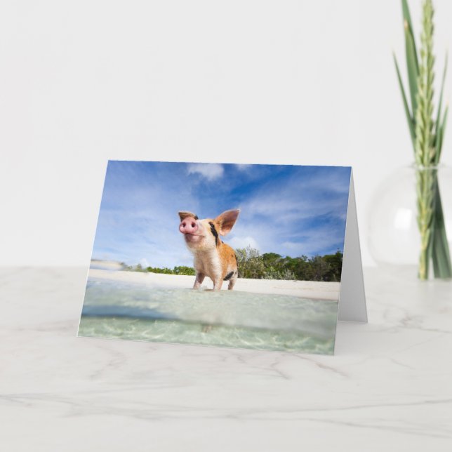 Tarjeta Pequeño cochinillo (Anverso)