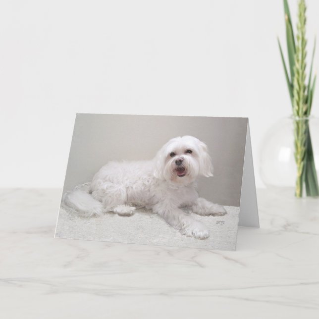 Tarjeta Pequeño Havanés blanco (Anverso)