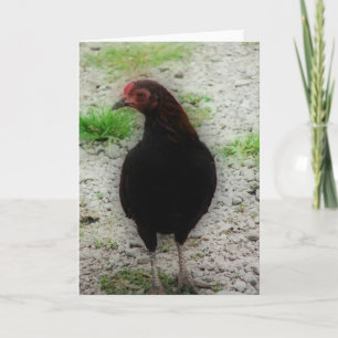 Tarjeta Pequeño Rooster Negro