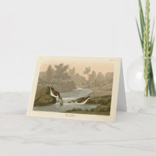 Tarjeta Pequeño Sandpiper de los pájaros de América de Aud