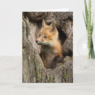 Tarjeta Pequeño Zorro Rojo en un Árbol Hueco