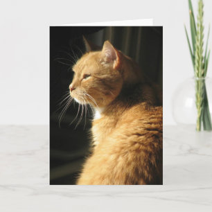 Tarjeta Pérdida de mascota…