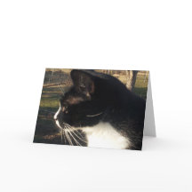 Pérdida de un Mascota de gato